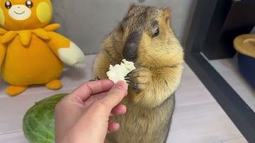 아니 양배추 한입 먹고 정중하게 거절하는 거 봐 너무 웃겨