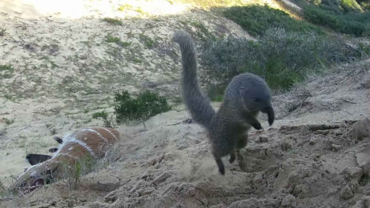 Royalston Wildlife Chronicles - Trail Camera January - July 2024