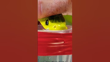 Màu của Nọc Độc rắn mạnh nhất thế giới #snake #animals