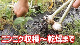 ニンニクの収穫から乾燥までの手順