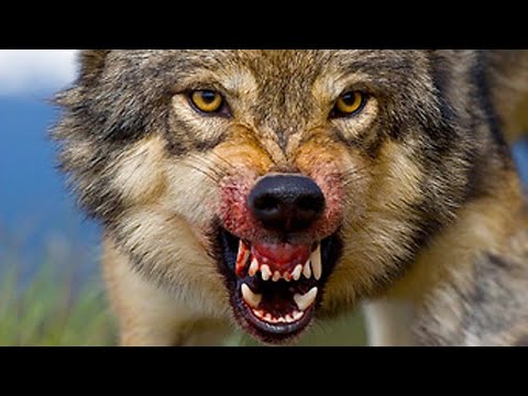 Серый волк Gray Wolf (Энциклопедия животных)