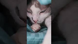 Why don't you know that? #Cats #CatSleep #FelineFacts #PetCare #CatLovers #aki74