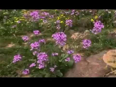 زهر الربيع