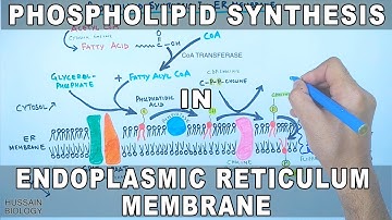 Phospholipid Synthesis in Endoplasmic Reticulum Membrane