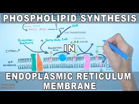 वीडियो: क्या रफ एंडोप्लाज्मिक रेटिकुलम लिपिड को संश्लेषित करता है?