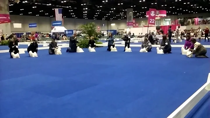 2015-12-12 Maltese Eukanuba Orlando 1