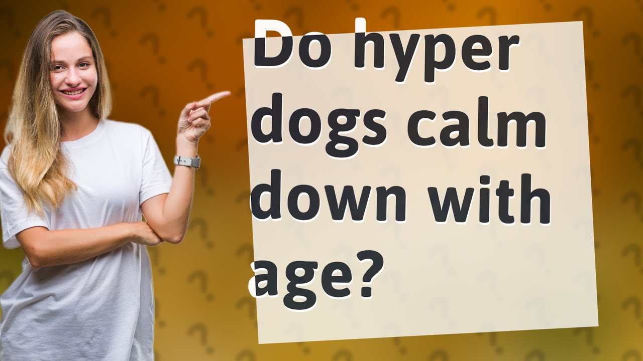 Do hyper dogs calm down with age? YouTube