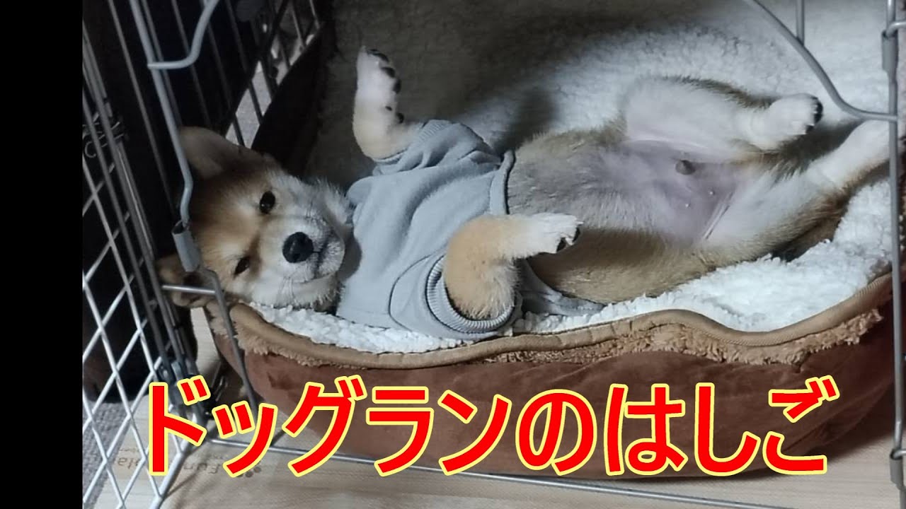 ドッグランのはしご