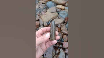 Belemnite fossil amongst the wreckage! 🦑 #fossilhunting #fossils #shorts #sea #coast #beach #squid