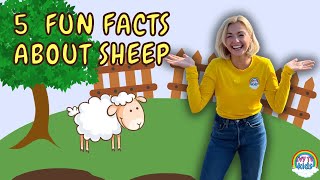 5 Fun Facts About Sheep | Fun Facts On The Farm | IVY TV KIDS!