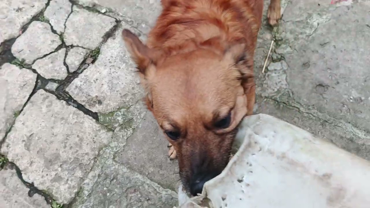 Соболь, рыжий игрунка! 🐕🦮🐶