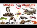 Crawling animals and Snakes for Kids 🐍 | Learn Animal Names with Sounds and pictures