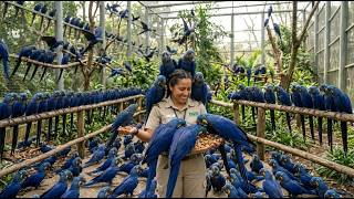 Inside the Hyacinth Macaw Mega Facility: Breeding, Care & Conservation – Full ASMR Documentary 🦜✨