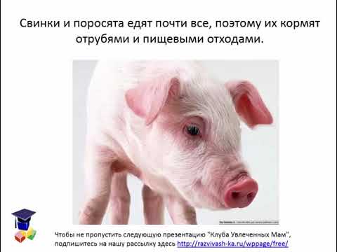 виртуальная экскурсия животные на ферме