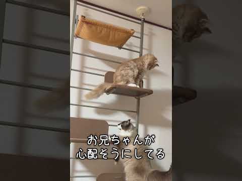 キャットタワーから降りれなくなったアメリカンカールの巨大子猫 #Shorts #猫 #キャットタワー