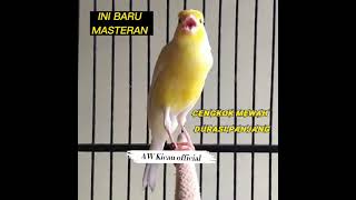 INI BARU MASTERAN!!!
 CENGKOK MEWAH DURASI PANJANG ,Kenari