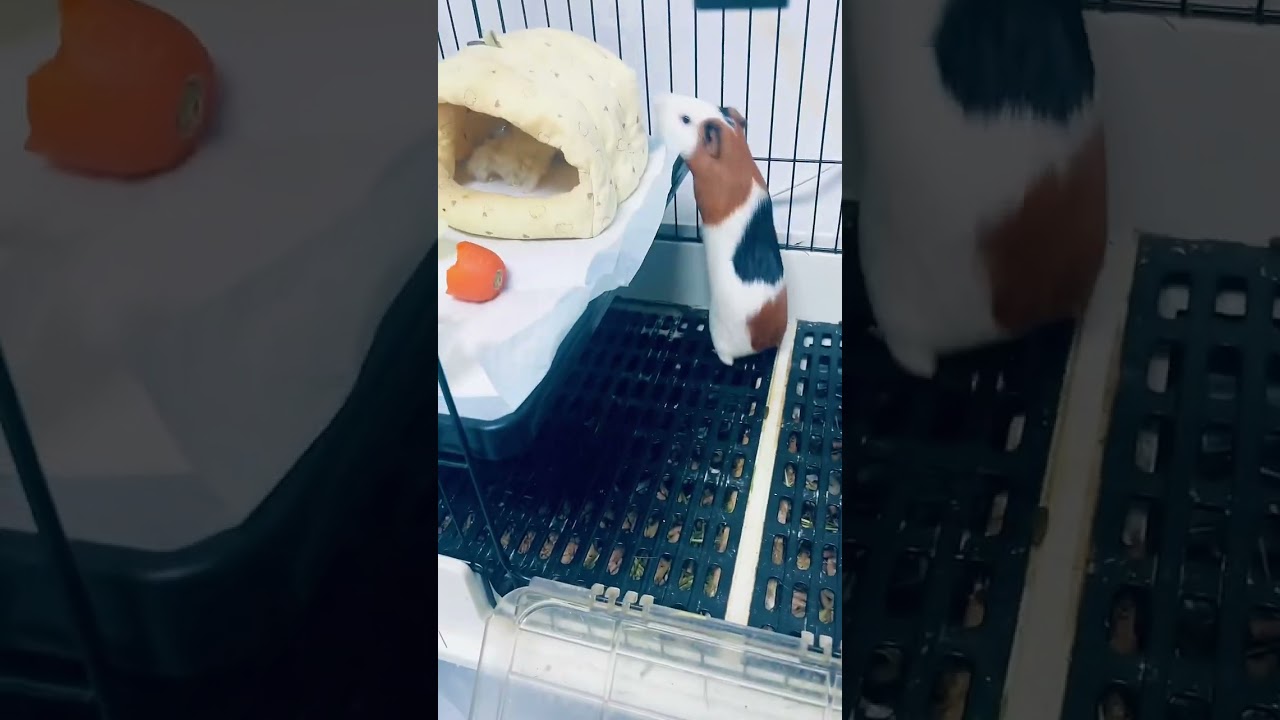 One Guinea Pig Left, Cage Expanded with Two-Story Loft - No Stairs, Just Jump Up!