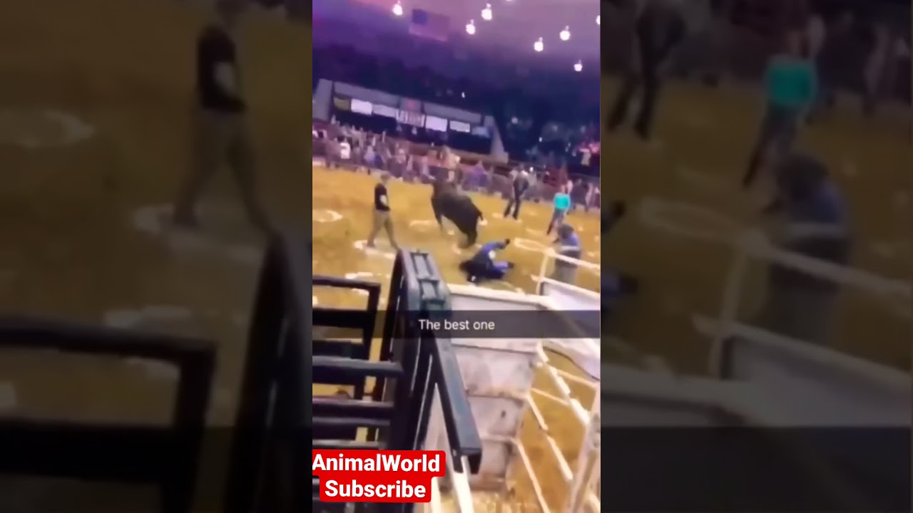 Bull Running People Over