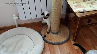 Как тайский котёнок Калиостро играл игрушечной мышкой! Тайские кошки - это чудо! Funny Cats Как тайский котёнок Калиостро играл игрушечной мышкой! Тайские кошки - это чудо! Funny Cats