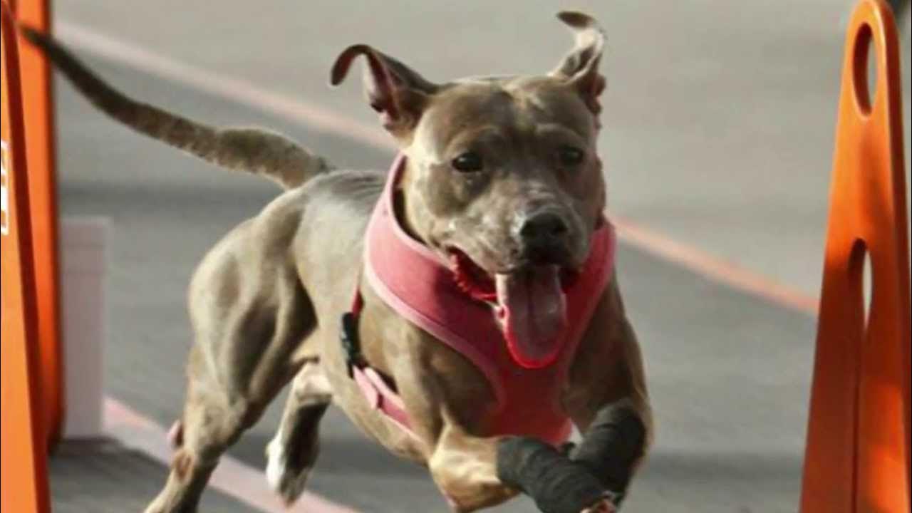 Pitbullrace промышленная ул 50 фото