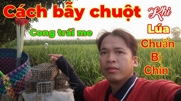 Cách bẫy chuột đồng không cần mồi...khi lúa chuẩn bị vào vụ thu hoạch... Tèo ngố TV.