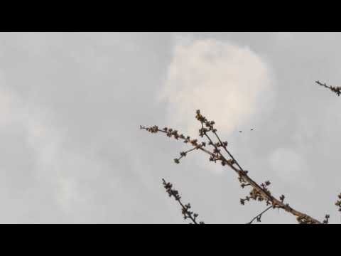 рыжый ,и рябогорлый