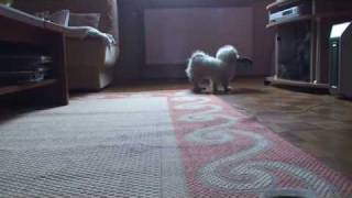 Maltese Diaries Episode 1 - Beni - Our New Maltese Dog