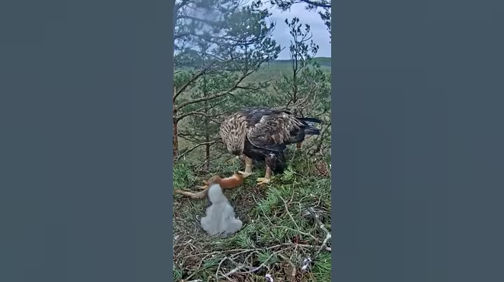 P#595- Review mother birds brings food to feed her babies in the nest, baby birds life #birdslover