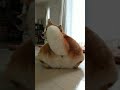 【柴犬茶々丸】尻尾フリフリな柴犬