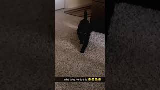 Black Cats #cat #pets#blackcat #funnycats #funnypets #shorts