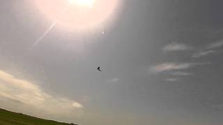 Zagi XL fun on wind