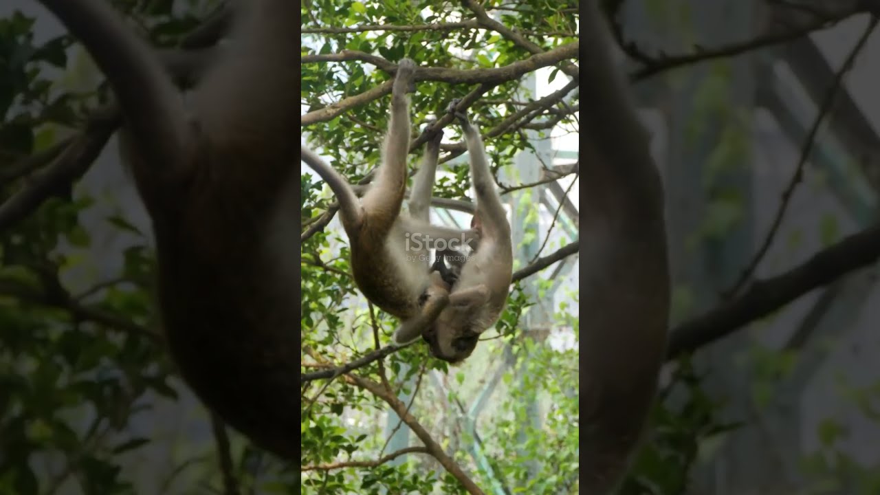 Let S Learn The Animals