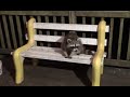 Buddy Raccoon and Friends