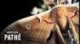 The Fascinating World of Lepidopterology: Unveiling the Secrets of Butterflies and Moths ile ilgili video