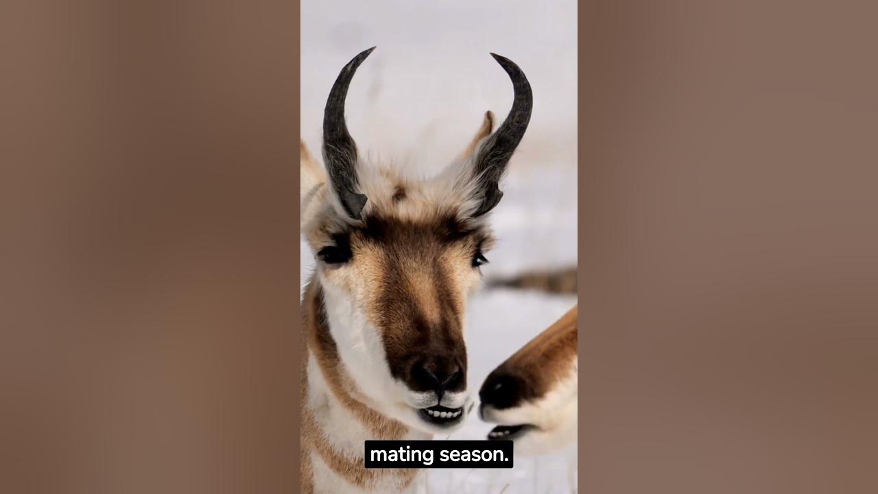 why-do-pronghorn-antelopes-shed-their-horns-shorts-youtube