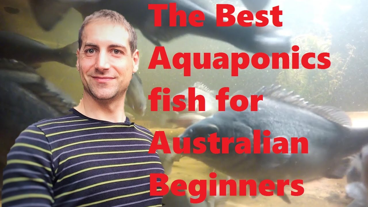 The Best Aquaponics Fish For Australian Beginners!