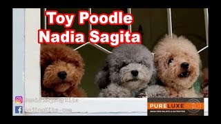 Poodle Lover : Merawat Anjing Poodle Bersama Nadia Sagita & Asisten Rumah Tangganya