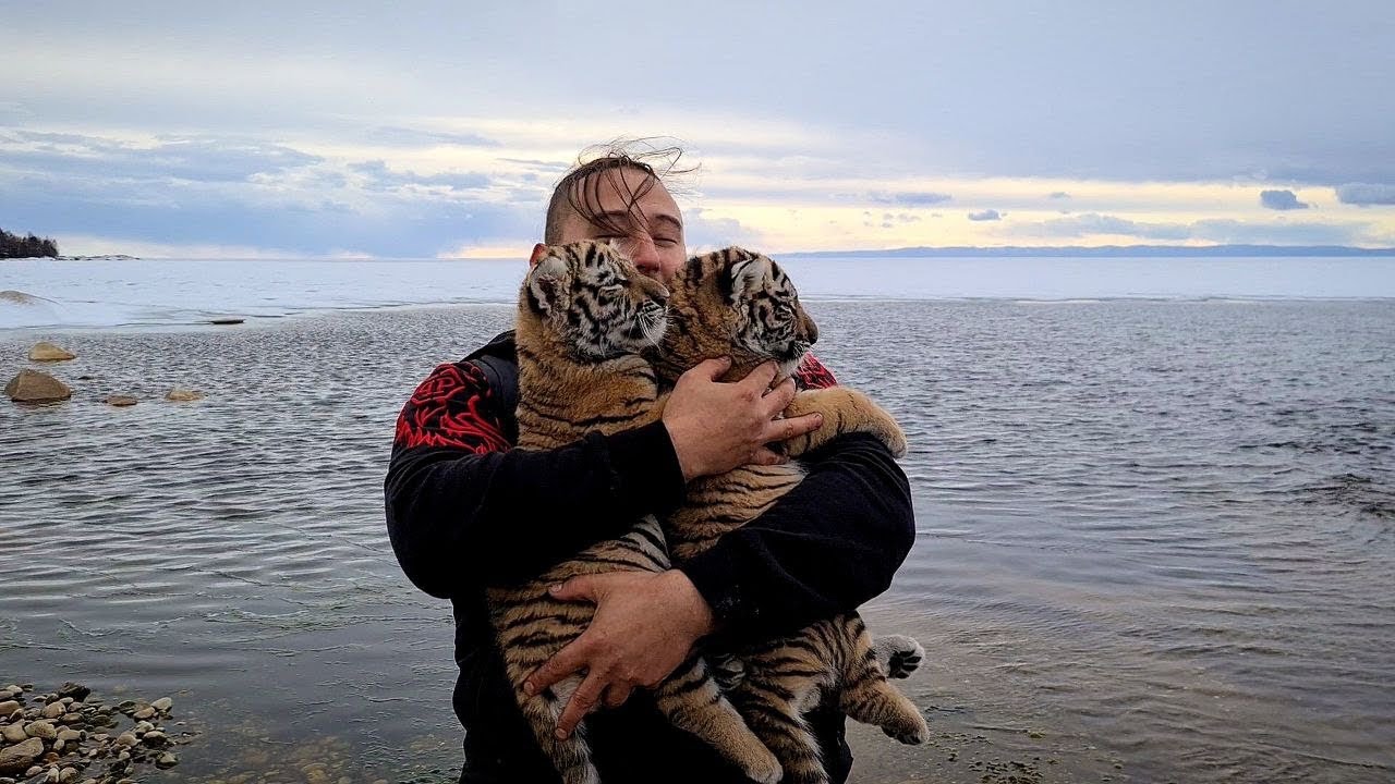 Тигрята На Байкале /Tiger Cubs on Baikal lake - YouTube