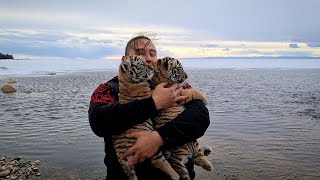Тигрята На Байкале /Tiger Cubs on Baikal lake