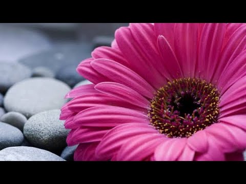 Video: Gerbera İç Mekan Bakımı - İçeride Gerbera Papatya Bitkileri Nasıl Yetiştirilir