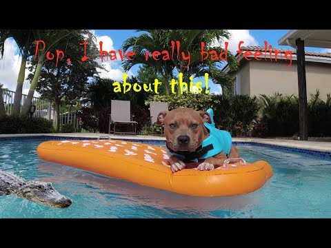 Dog Raft: Expawlorer Pet Pool Float Review & Unboxing