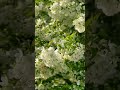 Beautiful Flowers || #travel #video #like_share_subscribe #love #flowerlove #status #viralsong #fun