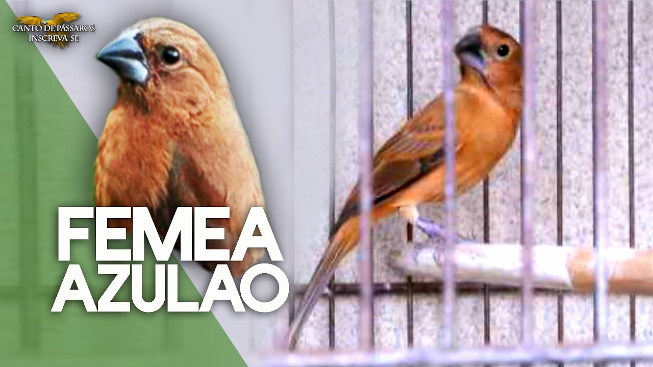 Canto De Azulaõ Fêmea Baixar Canto Femea De Azulao Piando E Chamando Para Esquentar Azulao Youtube