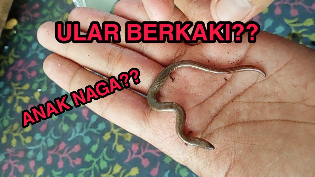 Rus tilida barcha jinsiy komikslar