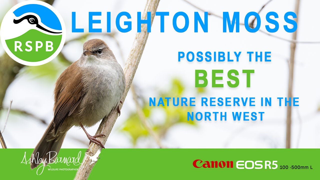 Leighton Moss - Wildlife Photographers Dream