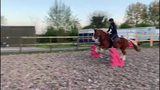 Stunning Welsh C gelding 13  2hh ad ref 276483