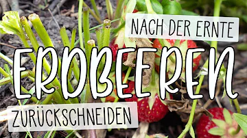Soll man Erdbeerpflanzen nach der Ernte abschneiden?