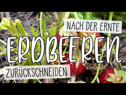 Video: Sollten Sie Die Ranken Von Erdbeeren Schneiden?