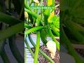 Zucchine di Ottobre 💪