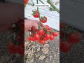 Demetrio F1 innestato su Tomoforce febbraio 2023 | Red Midi-Plum Tomato